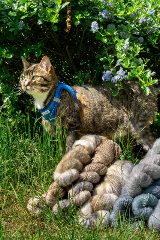 Ozy's Tootsies - My Cat Dyed Yarn